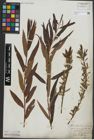 Foto von Salix triandra L. x Salix viminalis L.